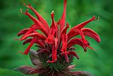 Bee Balm_P1150787